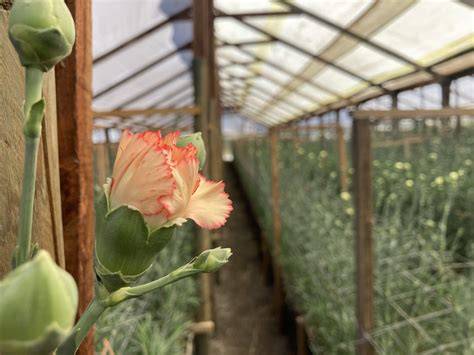 Producción de flores en Longotoma Chile