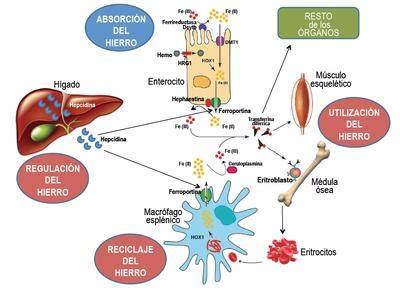 Distribución corporal y metabolismo del hierro