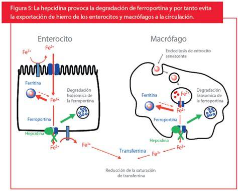 Hepcidina ferroportina absorción hierro