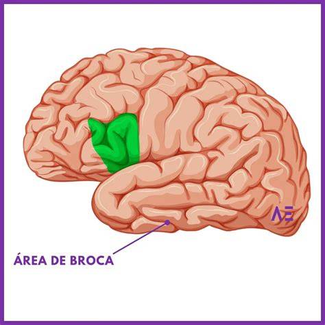 Ubicación cerebral del área de Broca