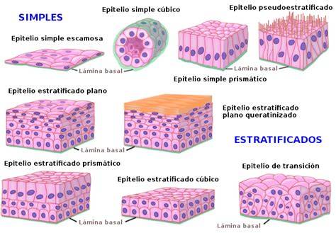 Epitelios de revestimiento del cuerpo humano