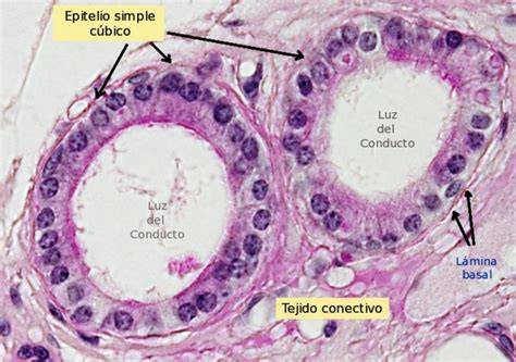 Epitelio glandular con luz central