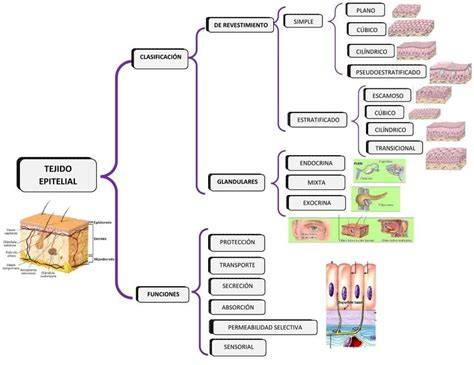 Esquema de clasificación del tejido epitelial