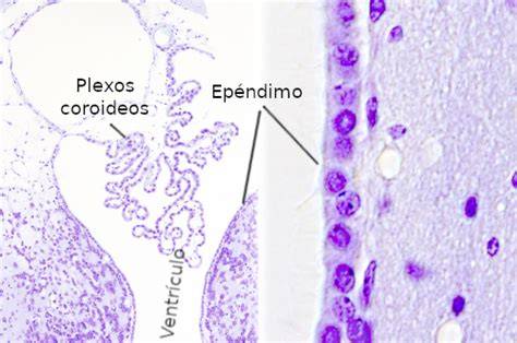 Epéndimo ciliado del sistema nervioso central