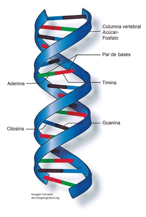Modelo de doble hélice del ADN