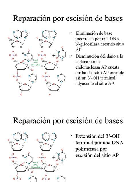 Esquema de reparación por escisión de bases