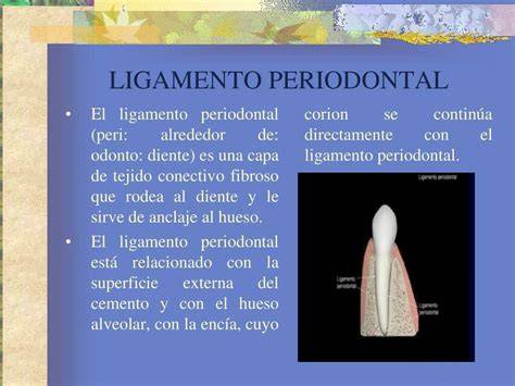fases de curación del ligamento periodontal