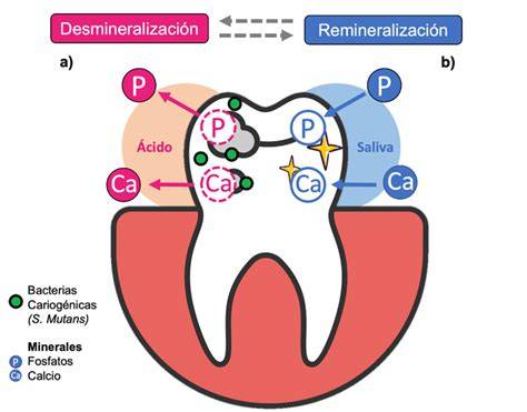 Ciclo de desmineralización y remineralización dental