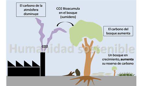 bambu como sumidero de co2