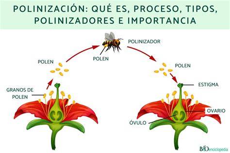 Esquema de polinización realizada por una abeja