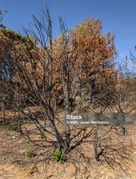Vegetación forestal seca durante ola de calor