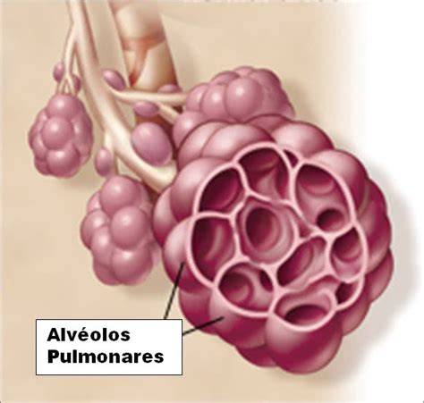 Fibras inhaladas en alvéolos pulmonares