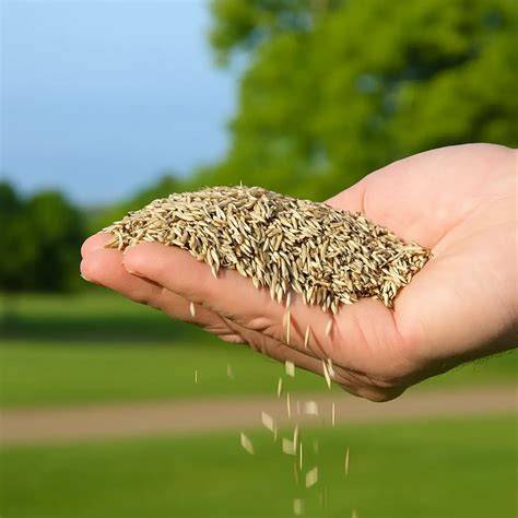 Riego fino de semillas de pasto recién sembradas